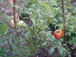 Grow Tomatoes From Seed 9 Steps With Pictures