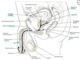 Male reproductive system and toxicology. Blank Male Reproductive System Diagram Human Anatomy