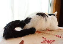 ちびず おしゃれまとめの人気アイデア pinterest よっこ キュートな猫 かご猫 猫
