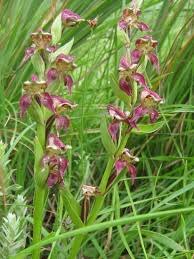 Image result for Disperis