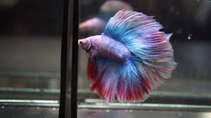 First time painting a double tail betta really love doing animals that are black or white because you can add so much of your own colour to it. Fancy Rainbow Blue Violet Red Double Tail Dthm Male Betta Fish Youtube