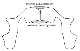 Image result for Pubic Apophysitis