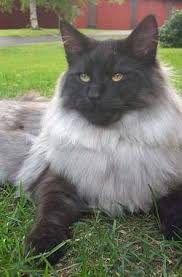 Norwegian Forest Cat Blue Black Smoke Norwegian Forest Cat Norwegian Forest Cat Tabby Cat Cats