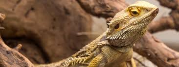 What is the maximum size of a bearded dragon? Bearded Dragon Housing Requirements Bearded Dragon Care Sheet