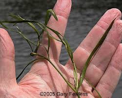 Image result for Heteranthera