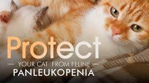Parvo in puppies is a frightening disease. Protect Your Cat From Feline Panleukopenia