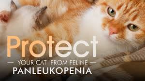 Your puppy is exposed to the parvovirus every time he sniffs, licks, or consumes infected feces. Protect Your Cat From Feline Panleukopenia