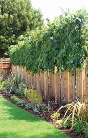 If you need privacy in your garden, the 26 diy garden privacy ideas here are worth looking at! New Backyard Privacy Trees Landscapes Ideas Privacylandscaping New Backyard Privacy Trees Landscape Privacy Trees Backyard Backyard Fences Privacy Landscaping