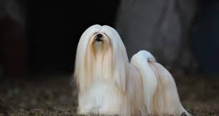 Check spelling or type a new query. Top 25 Big Fluffy Dog Breeds