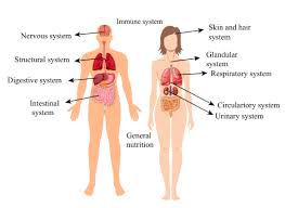 Maybe you would like to learn more about one of these? Learn About Components Of Body System Chegg Com