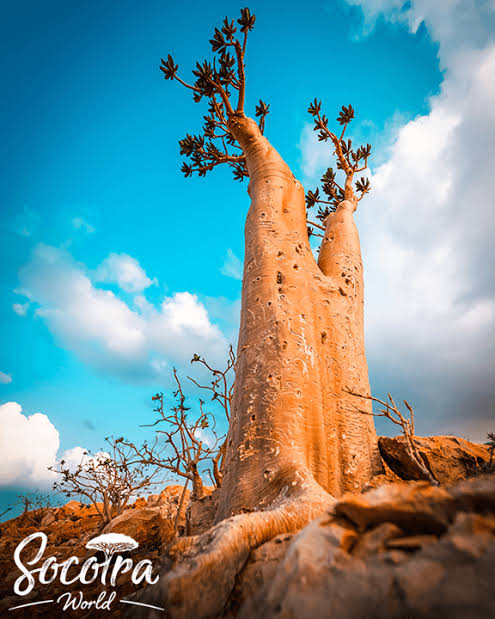 Flora of Socotra - Socotra World Travel Agency