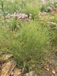 Image result for Oldenlandia herbacea