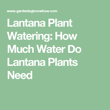 Lantana Plant Watering How Much Water Do Lantana Plants Need Lantana Plant Lantana Plants