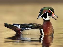 wood duck identification all about birds cornell lab of