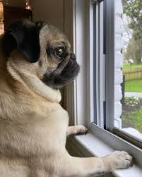 Dog Cat Dog Ate Dog Home Ideas Home Dog Dogs And Puppys Puppy Cute Dog Cute Dog S Dogs Love Diys For Dogs Dog Ideas For The In 2020 Baby Dogs