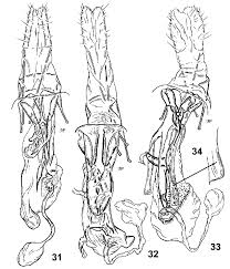 Image result for Scrobipalpula diffluella