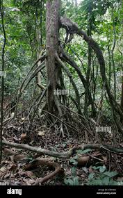 Image result for Musanga