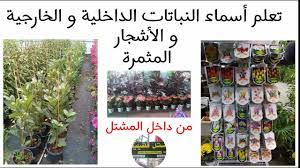 تعلم أسماء النباتات المنزلية و الأشجار المثمرة من داخل مشتل قلقيلية فلسطين الحبيبة https youtu be nsqieqbbmla