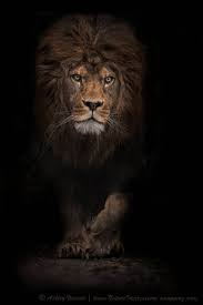 D45aec410bf65bd5cf3efc95f0d0fe01 Jpg Have Strength And Courage Like A Lion U Will Fill Powerful In Everything U Do Animals Lion Pictures Animals Beautiful