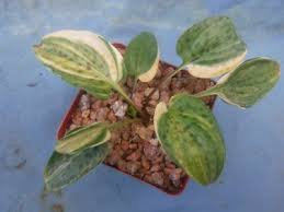 Image result for Lobelia petiolata