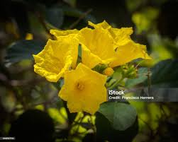 Image result for Cordia sp.A.