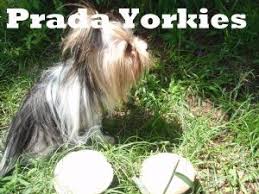 Akc yorkie puppies for sale accepting reservations on yorkie puppies, summer sale price $1200 as a pet for traditional color and parti yorkies i've raised akc yorkies exclusively in south georgia for over 44 years. Yorkshire Terrier Puppies In Georgia