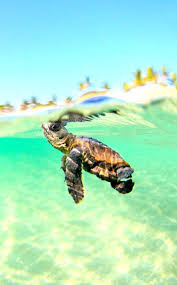 See the best turtle hd backgrounds collection. Turtle Iphone Hd Wallpapers Top Free Turtle Iphone Hd Backgrounds Wallpaperaccess