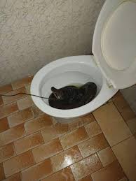 The impossible crossword puzzle quiz answers 100% score. Huge 8ft Long Python Pulled Out Of Toilet After Striking Man S Bum World News Mirror Online