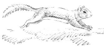 We did not find results for: Running Squirrel Drawing Easy Novocom Top