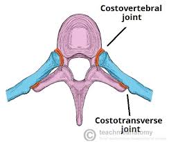 1.3 ribs anatomy and somatic dysfunctions. The Ribs Rib Cage Articulations Fracture Teachmeanatomy
