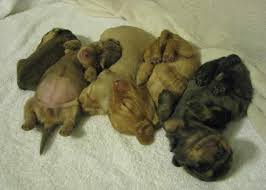 There is 1 female, and 3 males. Teacup Dachshund Puppies For Sale In Illinois Petswithlove Us