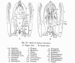 Snake Skeleton Wikipedia