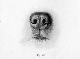 Nez A Dessiner Pinterest Decouvrir Et Economiser Des Idees Creatives Nose Drawing Dog Tattoos Dog Nose Print