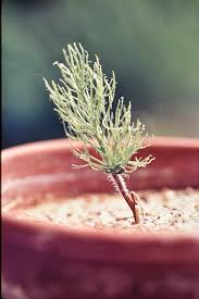 Image result for Eriospermaceae