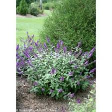 We did not find results for: Milkweed Bushes Plants Garden Flowers The Home Depot