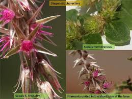 Image result for Amaranthaceae