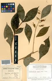 Image result for Sclerochiton vogelii