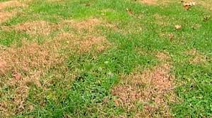 Boise, id lawn care services and pest control services. Lawn Care Diy