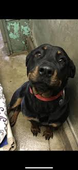 This Cutie In My Local Shelter Cuddly Animals Cute Animals I Love Dogs