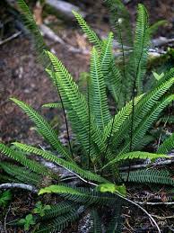 Image result for Blechnum punctulatum
