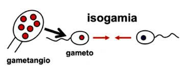 Resultado de imagen de ISOGAMIA"