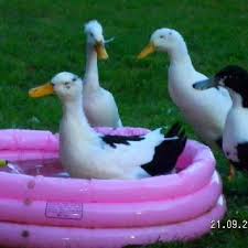 10and2tina published july 14, 2017 8 views. Duck Pools