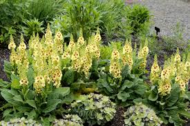 Image result for Viscum obscurum