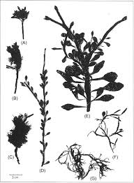 Image result for Chlorophytum angustissimum