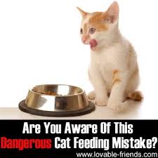 Birth Control Pill Box Meme Are You Aware Of This Dangerous Cat Feeding Mistake Read It Here Http Www Lovable Friends Com Are You Aware Of Thi Dangerous Cat Cat Feeding Dry Cat Food