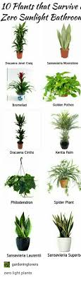 Houseplants That Live Without Sunlight Or Low Light Bathroom Plants Indoor Plants And Hanging Plants Plants Bathroom Plants Inside Plants