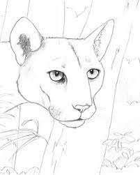 Only the two oldest symbols—the state flower (chosen in 1909), and the state bird (chosen in 1927), and the state nickname (chosen in 1970)—are not listed in the 2010 florida statutes. Endangered Animals Easy To Draw Novocom Top