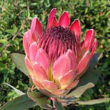 Image result for Platycoryne protearum