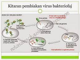 Di akhir pembelajaran, pelajar dapat: Nota Sains Tingkatan 5 Bab 1 Nota Cikgu Shu Bab Study Notes Bacteria