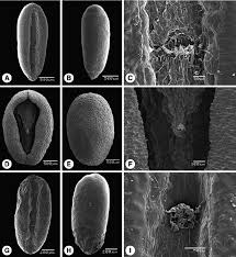 Image result for Spermacoce